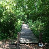 Fernwood Trail