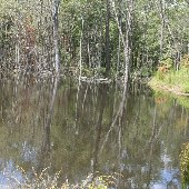Mansfield Plantation Water