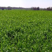 Calhoun County Fields