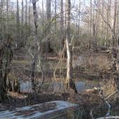 Fairlawn Plantation Swamp - Area 4