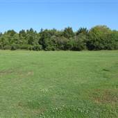 Grassy Field on Sullivan's Island