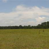 Legare Farms - Open Field