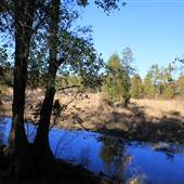 Halidon Hill - Rice Fields-Fields-swamps #12 Laneau Rice Field