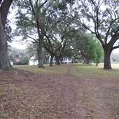 McLeod Plantation - Grounds
