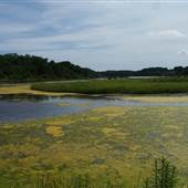 Gibson Creek