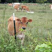 Landsdowne Dairy