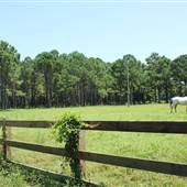 Walnut Hill - Horse Pastures