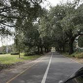 Hampton Park Trees November 2015