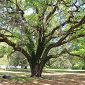 Seven Oaks Plantation - Outbuildings - 2016 Update