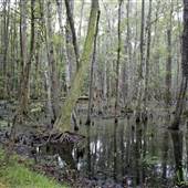 Caw Caw Swamp