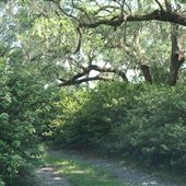Millbrook Plantation - Path from House to Riverside
