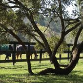 Boone Hall Plantation - Front Pastures' Fence Lines (March 2019)