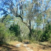 Woodlands Nature Reserve - Gully