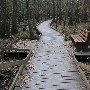 Congaree Swamp National Monument