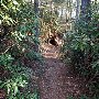 Caesars Head State Park - Wildcat Branch Falls