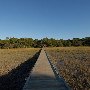 Hunting Island State Park - Marsh Walk