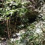Twin Falls (aka Reedy Cove Falls)