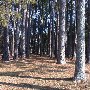 Chester State Park