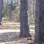 Chester State Park
