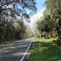 Magnolia Plantation & Gardens FEBRUARY  - Driving Shots