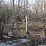Fairlawn Plantation Swamp - Area 4