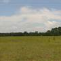 Legare Farms - Open Field
