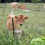 Landsdowne Dairy