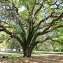 Seven Oaks Plantation - Outbuildings - 2016 Update