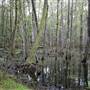 Caw Caw Swamp