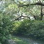 Millbrook Plantation - Path from House to Riverside