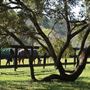 Boone Hall Plantation - Front Pastures' Fence Lines (March 2019)