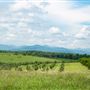Chattooga Belle Farm