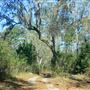 Woodlands Nature Reserve - Gully