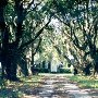 Coosaw Plantation