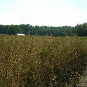 Harmon Tree Farm
