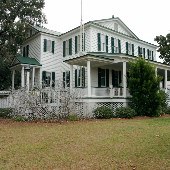Cypress Trees Plantation
