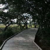 Charles Towne Landing - Albermarle Pt Walkway