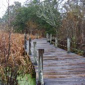 Boone Hall Plantation - Nature Walk (Feb. 2008)
