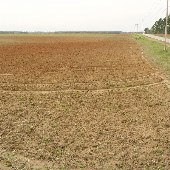 Wannamaker Fields (Various)