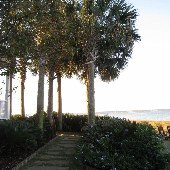 Tropical Looks of Charleston - Haddrell Point