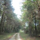 Laurel Hill Plantation / Mt. Pleasant - Grounds Near House (MAY)