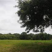Stono River Stables - Hut Field