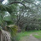 Kiawah River Plantation - Tripod