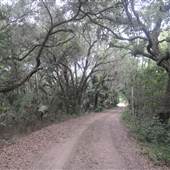 Kiawah River Plantation - Cotton Mouth