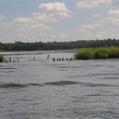 Cooper River - The T's to Childsbury