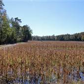 Halidon Hill - Rice Fields-Fields-swamps #06 Charm Field