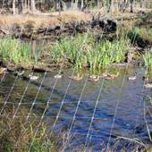 Halidon Hill - Rice Fields-Fields-swamps #08 Laneau-Lochloman