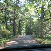 Magnolia Plantation & Gardens MAY LOOKS - Drive Around The Grounds