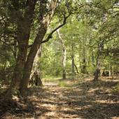 Wavering Place - Fields & woods