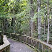 Magnolia Plantation and Gardens - Audubon Swamp Garden